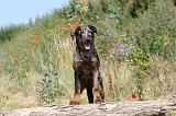 BEAUCERON 262